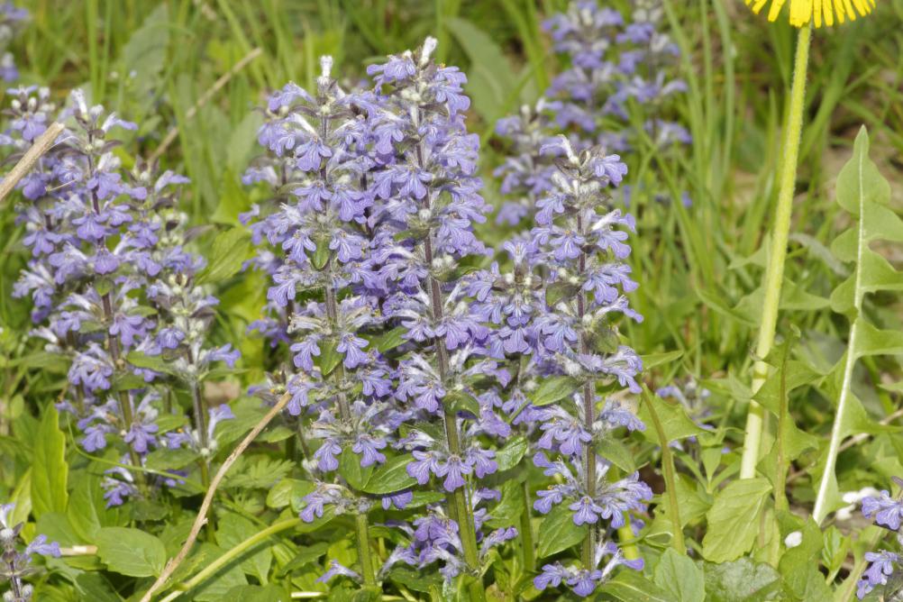 Ajuga reptans